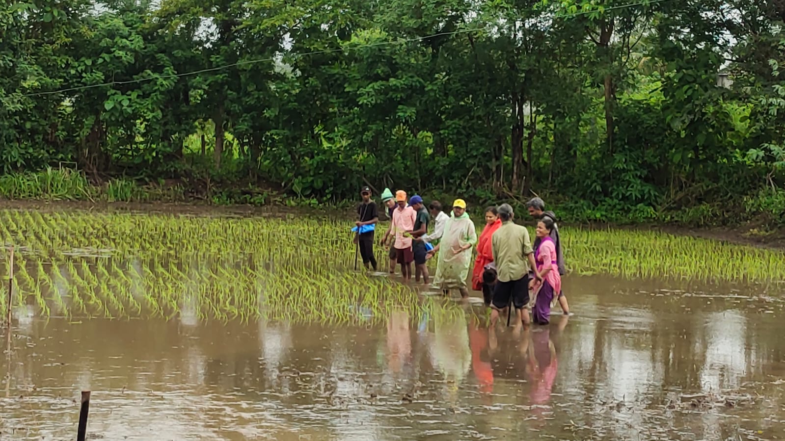 School kids planting rice in a flooded paddy field at Mitraay Resort